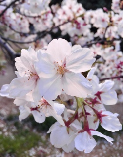 ���Ԍ�2026 �G�L